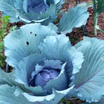 Cabbage Seeds - Red Acre - Sow True Seed