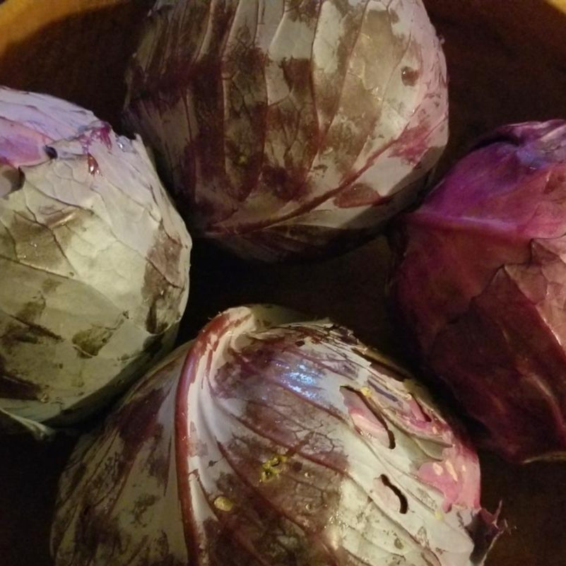 Cabbage Seeds - Red Acre - Sow True Seed