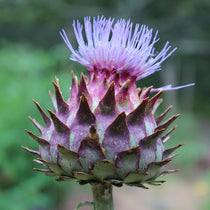 Cardoon Seed - Large Smooth Cardoon - Sow True Seed