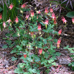 Columbine Seeds - Eastern Columbine - Sow True Seed