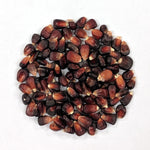 Dent Corn - Bloody Butcher - Sow True Seed