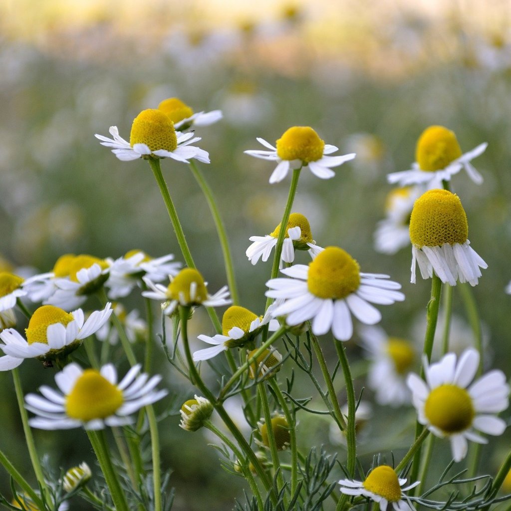 Chamomile Seed, German - Sow True Seed