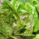 Lettuce Seeds - Freckles, ORGANIC - Sow True Seed