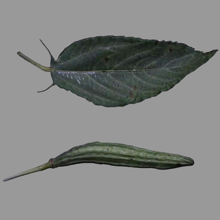 Molokhia Seeds - ORGANIC - Sow True Seed