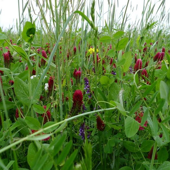 Cover Crop - Over-Wintering Mix - Sow True Seed