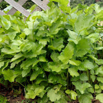 Parsnip - Harris Model - Sow True Seed