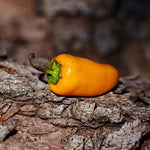 Hot Pepper - Aji Amarillo - Sow True Seed