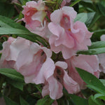 Impatiens Seeds - Pink Balsam - Sow True Seed