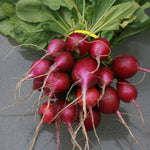 Radish Seeds - Purple Plum, ORGANIC - Sow True Seed
