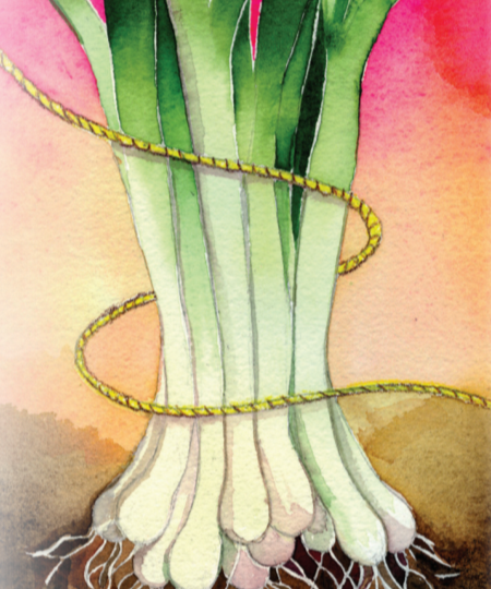 Bunching Onion Seeds - Long White Bunching - Sow True Seed