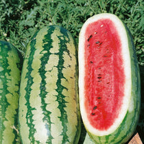 Watermelon - Georgia Rattlesnake - Sow True Seed