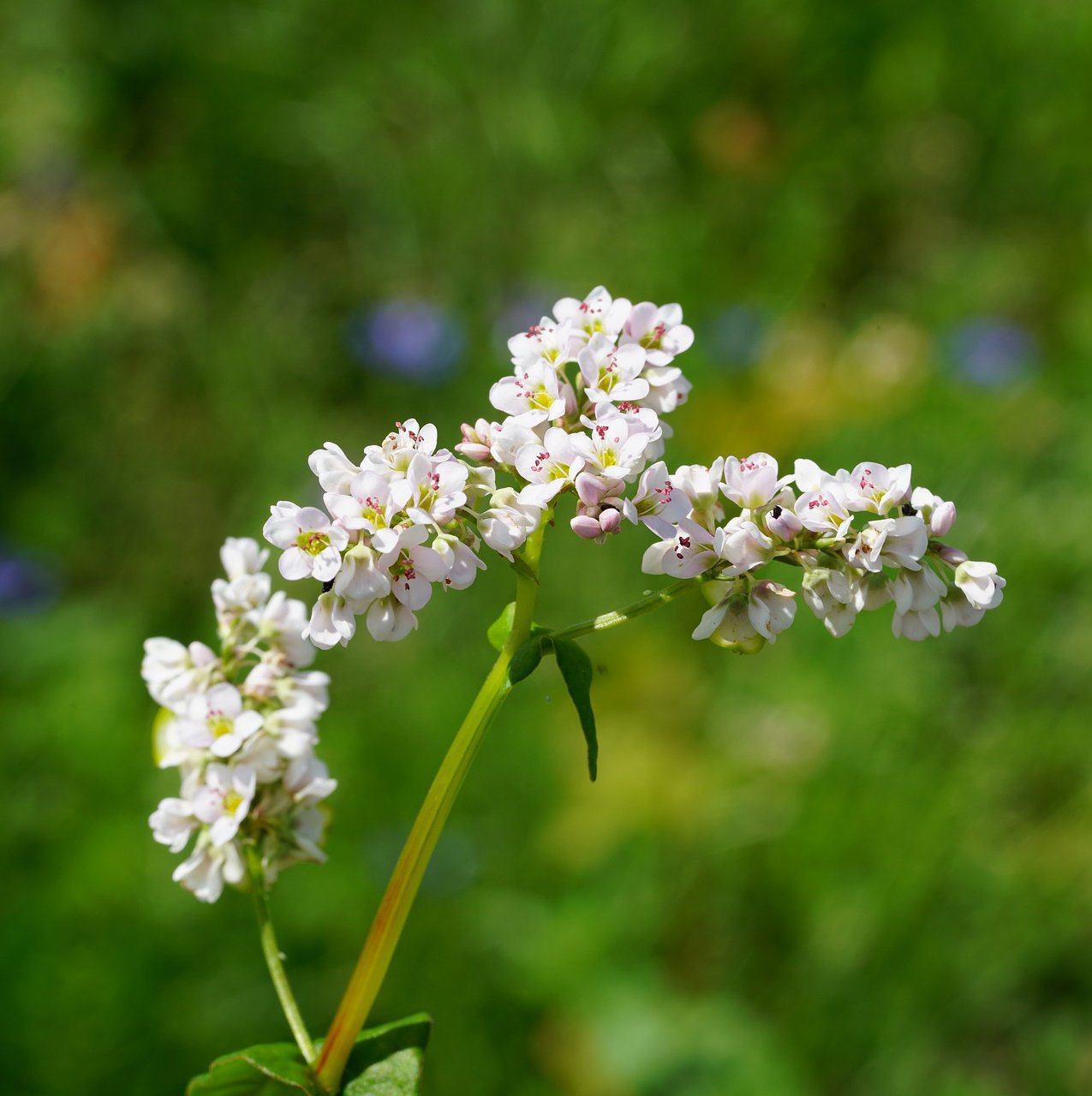 Cover Crop - Buckwheat, ORGANIC - Sow True Seed