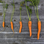 Carrot Seeds - Little Finger, ORGANIC - Sow True Seed