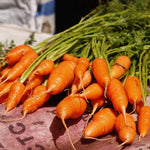 Carrot Seeds - Little Finger, ORGANIC - Sow True Seed