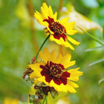 Coreopsis Seeds - Tall Plains - Sow True Seed