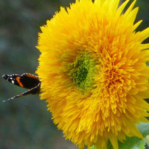Sunflower Seeds - Teddy Bear - Sow True Seed