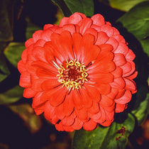 Zinnia Seeds - Cherry Queen - Sow True Seed