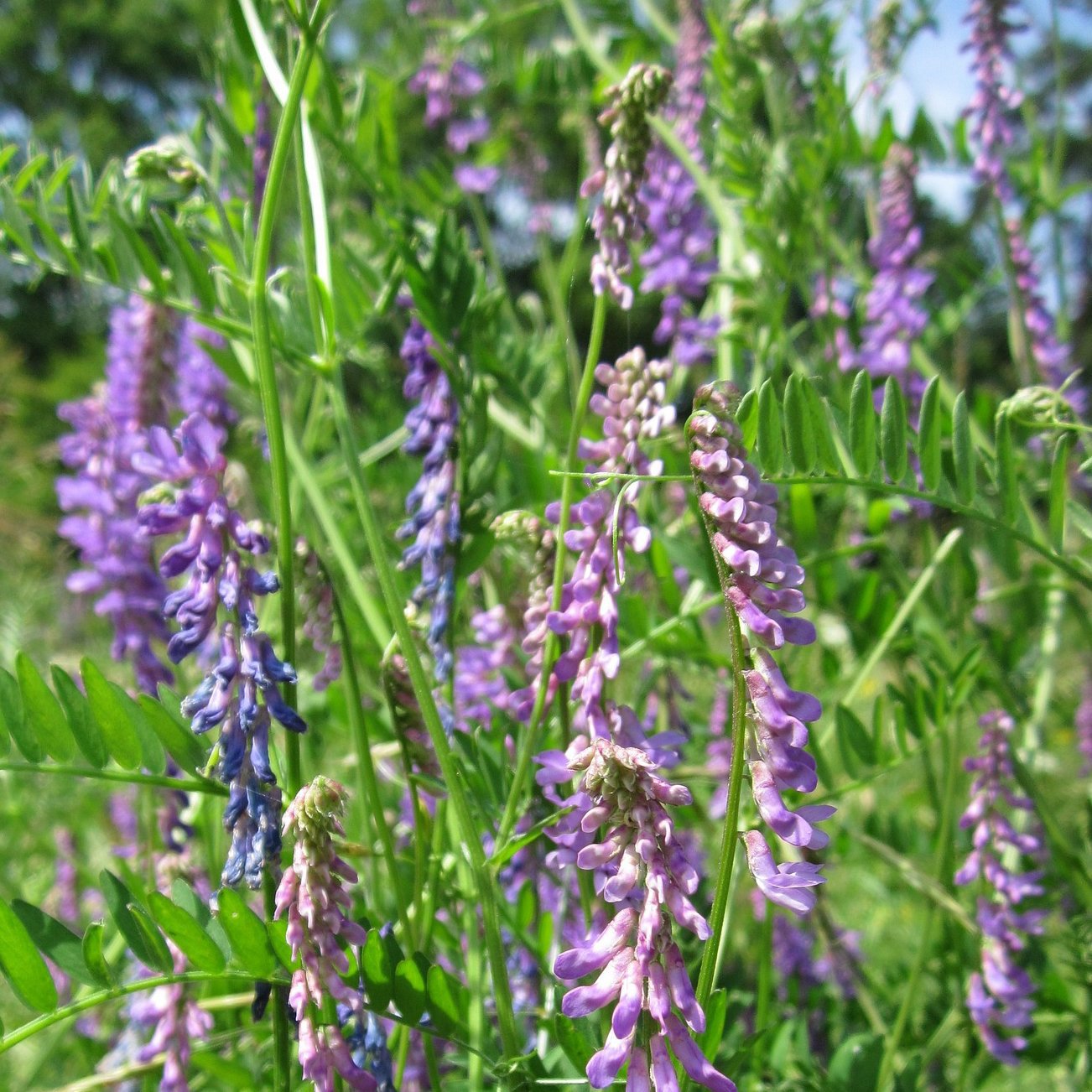 Cover Crop - Hairy Vetch, ORGANIC - Sow True Seed