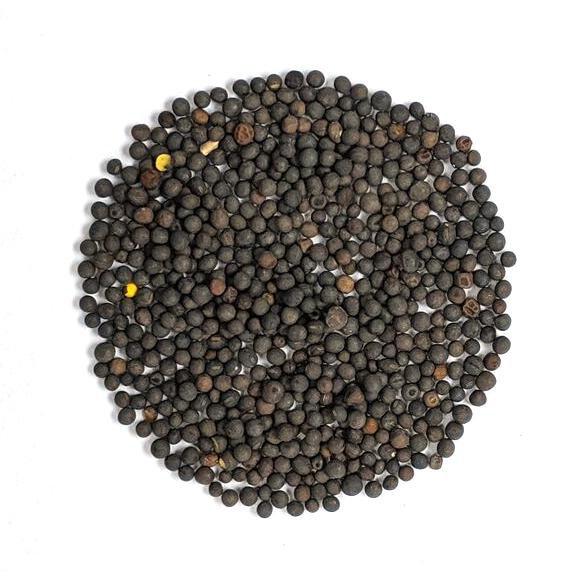 Cover Crop - Hairy Vetch, ORGANIC - Sow True Seed