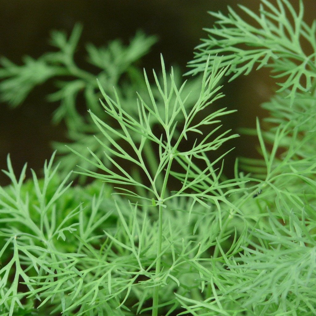 Dill Seed, Bouquet, ORGANIC - Sow True Seed