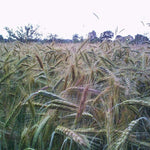 Cover Crop - Winter Rye, ORGANIC - Sow True Seed