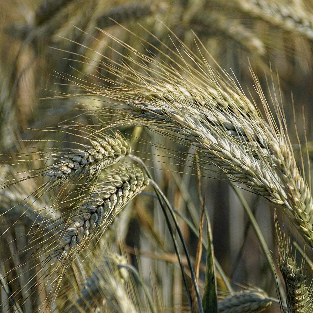 Cover Crop - Winter Rye, ORGANIC - Sow True Seed