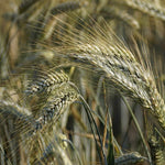 Cover Crop - Winter Rye, ORGANIC - Sow True Seed