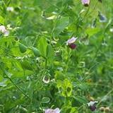 Cover Crop - Austrian Winter Pea, ORGANIC - Sow True Seed