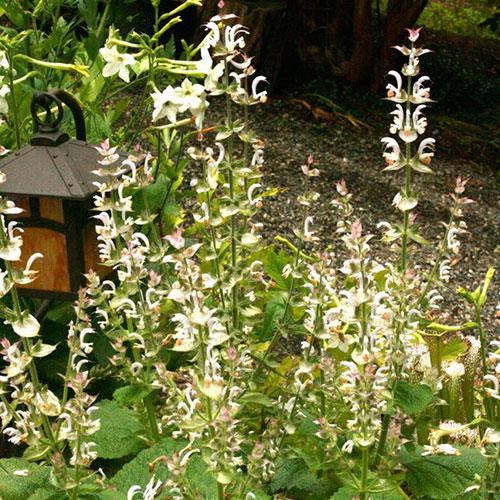Clary Sage Seed - Sow True Seed
