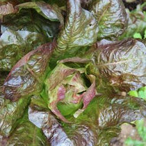 Lettuce Seeds - Rouge d'Hiver, ORGANIC - Sow True Seed