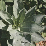 Sage Seed, White - Sow True Seed