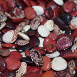Lima Bean - Colored Willowleaf Butterbean, ORGANIC - Sow True Seed