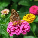 Zinnia Seeds - State Fair Mix - Sow True Seed